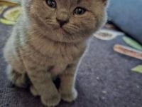 BKH Kitten abholbereit