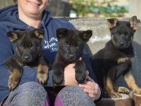 Dt. Schäferhundwelpen aus 100% DDR-Blutlinien mit roten SV/VDH Papieren.