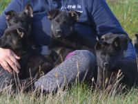 Dt. Schäferhundwelpen aus DDR-Blutlinien und roten SV/VDH Papieren.