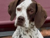 Acira, geb. ca. 04/2023, lebt auf einer Pflegestelle in 67735 Mehlbach