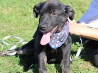 Schenkst du Nova ein Zuhause?