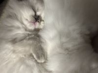 Zauberhafte Ragdoll Kitten suchen liebevolles Zuhause