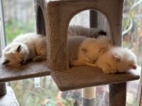 Zauberhafte Ragdoll Kitten suchen liebevolles Zuhause