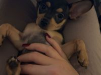 Mini Toy Terrier- bis nächste Woche!!
