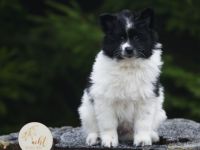 Großspitz Welpen, zwei Rüden, schwarz-weiß gescheckt