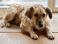 Findus Mischling, Mischlingshund, Rüde 3 Jahre auf Pflegestelle in 64372 sucht seine Familie