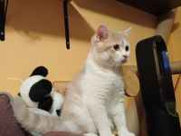 Elvis und Dolly suchen noch ihre liebevollen Dosenöffner🐈🐈‍⬛