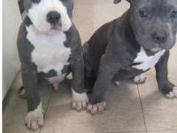 American Pitbull Terrier Welpen