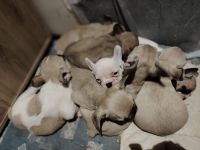 Schöne Französische Bulldoggen-Welpen