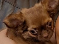 Zwei Chihuahua-Rüden zum verkaufen