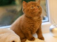 Cinamon BKH Zuchtkater