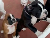 Wunderschöne Boxerwelpen