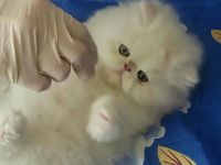 Wunderschöne Perserkatzen