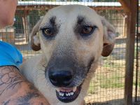 Kaily, fröhlich, aufgeregt, voller Lebensfreude möchte endlich in ihrem Zuhause ankommen, 3 J, 48cm