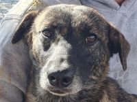 Mable, unsicheres Hundemädchen, das im richtigen Zuhause aufblühen wird, 1,5 J, 47 cm