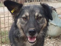 Pearl braucht ein ruhiges, stabiles Zuhause bei einfühlsamen Menschen, 3 J, 48 cm