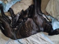 Cane Corso Welpen vom 07.11.2025