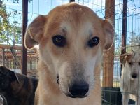 Randy wünscht sich nichts sehnlicher, als den Lärm des Tierheims hinter sich zu lassen, 1J, 57 cm