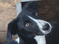 Sancho, schwarz-weißer Jungspund, der in menschlicher Nähe aufblüht, 1,5 J, 48 cm