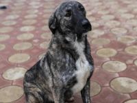 Sunrise sucht ihr Für-immer-Zuhause