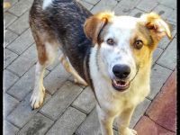 Rio sucht sucht sein Für-immer-Zuhause