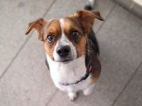 Miska in 81245 München sucht ihr Für-immer-Zuhause