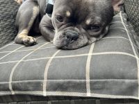 Französische Bulldogge