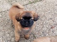 Shih tzu Chihuahua Welpen alles Rüden