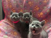 Reinrassige Russisch blau kitten