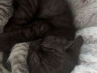 BKH Mischlingskitten