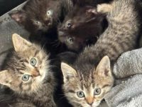 5 Kitten : Maincoon Mix