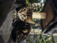 Katzenbabys 12 wochen, suchen ein Zuhause