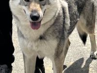 Tschechoslowakischer Wolfhund