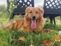 Biondo, a.d.Tierschutz, sucht Happy-Home