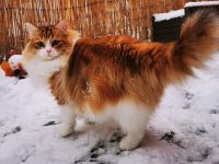 WildTigers Julie 5 Jahre alt Sibirische Traum Katze