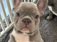 Französische Bulldoggenwelpen