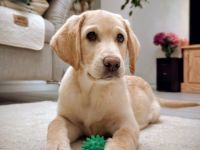 Labrador Welpe 15 Wochen