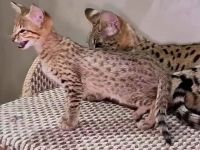 Süße Savannah Kätzchen[Kater und Katze]