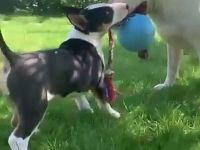 BullTerrier-Rüde sucht ein neues Zuhause