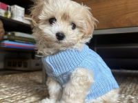 Maltipoo-Welpe