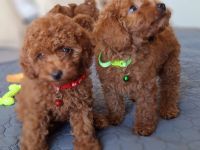 Toypudel Pudel Welpen Stammbaum