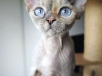 Hübsches Devon Rex Mädchen mit wunderschönen Augen sucht ihr liebes Zuhause
