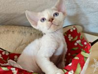 Zuckersüße Devon-Rex-Babies vom seriösen Züchter