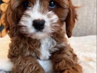 Niedliche Malteser-Männchen und -Weibchen im Miniaturformat