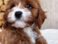 Malteserwelpen – süß und reinrassig