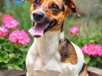 Barnie in 09350 Lichtenstein sucht sein Für-immer-Zuhause