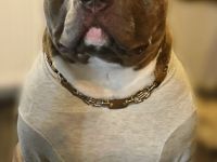 Amerikan Bully Rüde