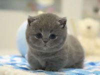 Neugeborene Britisch Kurzhaar-Kätzchen mit Stammbaum