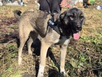 Maggie sucht ländliches Zuhause