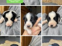 Reinrassige Border Collie Welpen aus erfahrener Hand